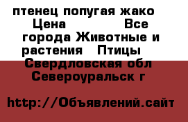 птенец попугая жако  › Цена ­ 60 000 - Все города Животные и растения » Птицы   . Свердловская обл.,Североуральск г.